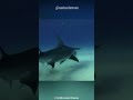 Hammerhead Shark | The Goofy But Effective Predator