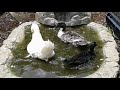 Three Ducks in a Pond