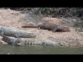 30 Minutes of Interesting Animal Moments In The Jungle!