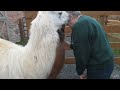 Llama mother and baby giving kisses