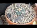 Repotting and staging lophophora / peyote cactus - did I find rot?