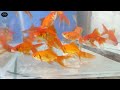 Recent Aquarium Fish Price Update | Galiff street Fish Market |Galiff Street new video 19th May 2024