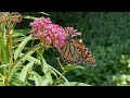 90 seconds of Zen—Just Breathe—The Zen of Butterflies