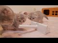 When a kitten is woken up, it gets in the way of cleaning and gets in trouble.