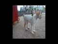 😅 Best Cats and Dogs Videos 🐶 Funny And Cute Animal Videos 2024 😂😸