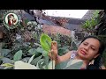 TOUR DE MI JARDÍN para mi amiga Fabi_plantas 2024