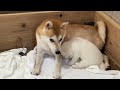 【柴犬 子犬】眠れない夜に子犬の癒しを