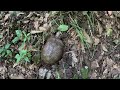 Sleeping in Randal Mccoy's burned down cabin spot-First person since Jan1st 1888-Hatfield McCoy Feud