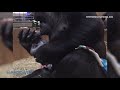 First-Time Gorilla Mom Can't Stop Showering Newborn With Kisses