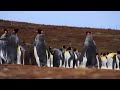 Avian Serenity:Penguins in the Rhythm of Relaxing Music Tranquil Moments in Harmony with Their World