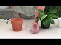 Propagating Pothos from Cuttings