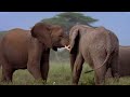 Elephants of Kilimanjaro FULL SPECIAL | PBS America