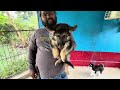 GSD, Labrador & Husky Puppies Sell। Low Price Puppy Sell Kolkata। Best Dog Kennel।
