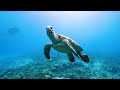 11 HOURS of 4K Underwater Wonders + Relaxing Music - The Best 4K Sea Animals for Relaxation
