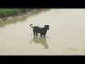 Dog Fishing In The Pond. Smart Dog Looking For Fish In The Pond.