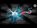 Inside ALS: The neurons behind the disease