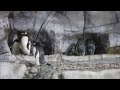 Loveland Living Planit Aquarium: Penguins gathering pebbles.