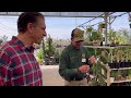 Bareroot Fruit Tree Sale & Care Tips | @DaveWilsonTrees  @ Green Thumb Nursery, Ventura, CA