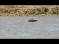Elephant Goes For a Swim || ViralHog