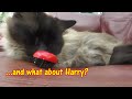 Ragdoll cats test vibrating bug toy! #ragdolls #cattoys #testing #catlover #fluffycats #cutecats