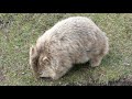 2019 Maria Island Wombats