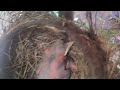 Baby robin in nest (Bebé petirrojo en el nido)