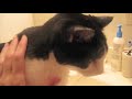 Sick Kitty Cat takes a Steam Bath, Cure for Congestion