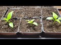 Starting Pepper Seeds Indoors Part 2 of 3