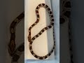 Episode 181 Extreme okeetee cornsnake