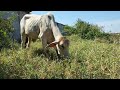 កសិដ្ថានចិញ្ចឺមគោ/ The Cow / Cattle farm7