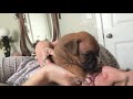 3 Week Old Boxer Puppy Howling
