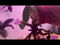 Rehabilitate a Phalaenopsis with me-orchid rescue with water culture