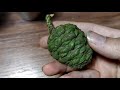 JGW 01 - How to Propagate Cuttings of a Sequoia Tree PART 1