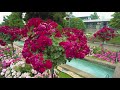 4K ASMR AMAZING BEAUTIFUL ROSE GARDEN Ambience Nature Sounds for Sleep,Study,Relaxation Japan