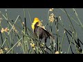 Yellow-headed Blackbirds at Sparks Marina 5/31/2020
