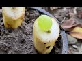 New Idea How To Plant Grape Vines From Grapes in Banana Fruit | Grow Grapes Vine From Grapes