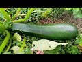 GROWING A VEGETABLE GARDEN! IS IT WORTH IT? No19 #DebtFree #Family #Polytuber #Samoa #SelfSufficient