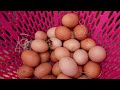 Baby Chickens Arrive and A Garden Update !!