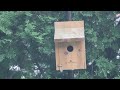 Learn About Birds Episode 2: The House Wren