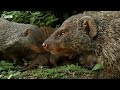Mongoose Synchronised Birthing Strategy | Animal Super Parents | BBC Earth