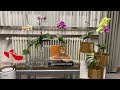 Secrets to Grow Orchids in Water