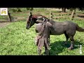 Red Dead Redemption 2( Fastest & Rarest horse ) [ 2K/60fps]