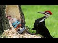 April 28, 2024 Pileated Woodpecker