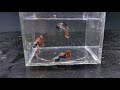 Maintaining Guppy Strains: How I select My Breeders, Platinum Dumbo Ear Red Mosaic Guppies
