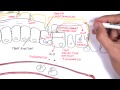 Microbiology - Helicobacter Pylori (Ulcer)