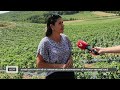 10 mijë euro profit në vit, njihuni me zonjën nga Prishtina që punon dy hektarë tokë