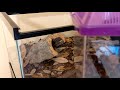 1st bioactive setup and rehousing a Therphosa Blondi Goliath Birdeater