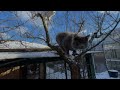 Котики граються. Сонячний зимовий день. Україна@Cats are playing. Sunny winter day. Ukraine