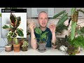 Houseplant Care VS  Succulent Care | Houseplant Tips & Tricks Ep. 12