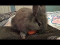#Bunny #carrot Coco loves carrots 🐰🥕💗